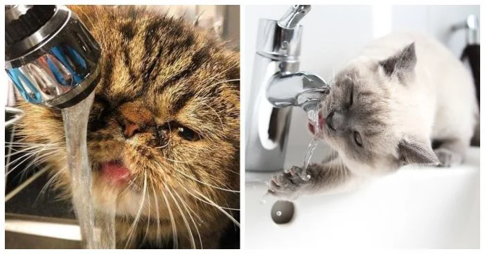 Как 24 кота обошли традиционные методы питья воды и не пожалели об этом
