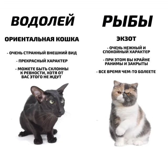 Какой кот по знаку зодиака вы могли бы быть: мнение астрологов