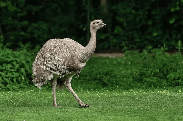 Десять самых больших птиц на планете