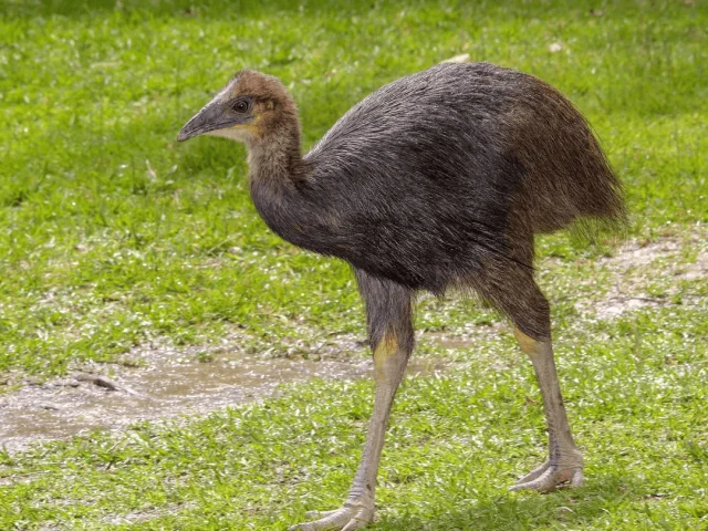 Десять самых больших птиц на планете