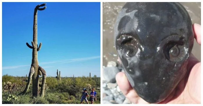 15 необычных фотографий предметов, которые встречаются нечасто