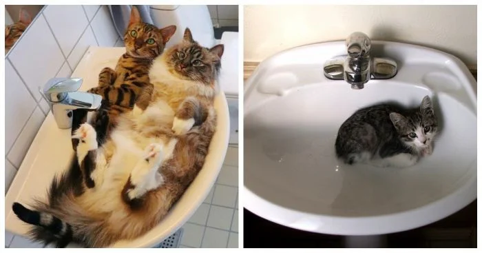 24 милых пушистика с оригинальными аксессуарами