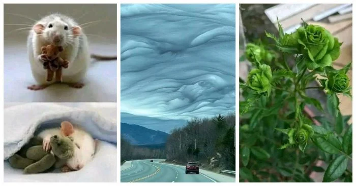 25 необычных и редких объектов, запечатленных на камеру