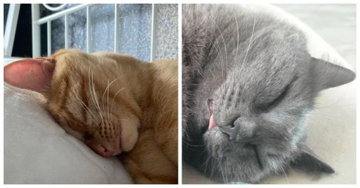 25 умилительных котиков, мирно спящих и наслаждающихся сном