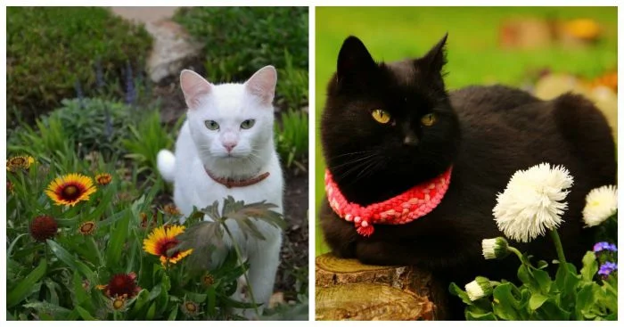 22 очаровательных кота, которые покорили клуб любителей клумб