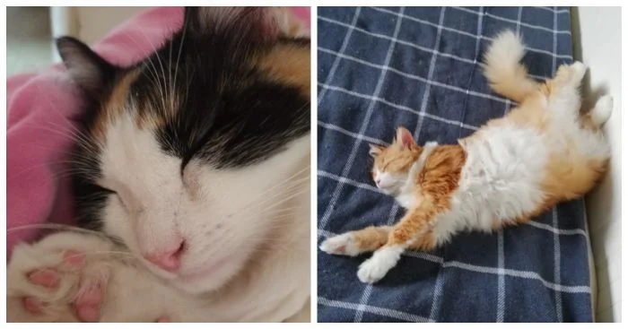 Сладкий сон мохнатиков