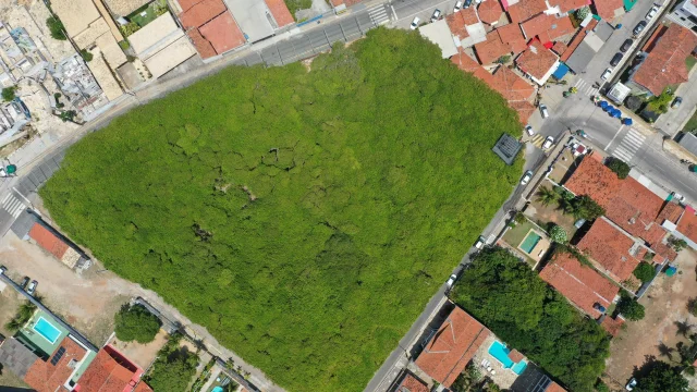 Это фото демонстрирует единственное, но самое огромное дерево кешью в мире