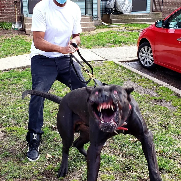 Причины постоянных конфликтов по поводу намордников: недостатки в законе о собаках