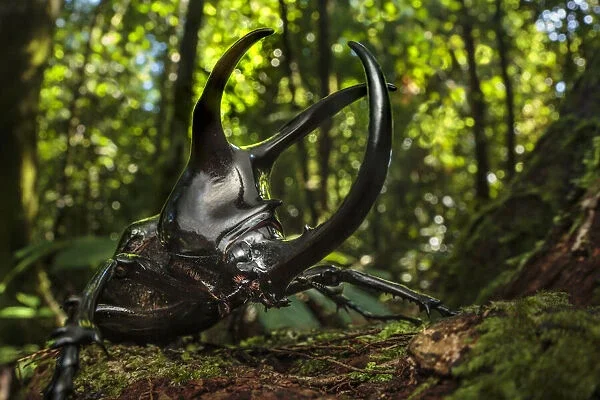 Атласный жук: как он стал живым оружием, разбрасывая врагов своими огромными рогами