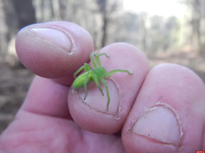 Микромата зеленоватая: как этот хищник без паутины ведет себя как тигр и стоит ли его бояться на даче?