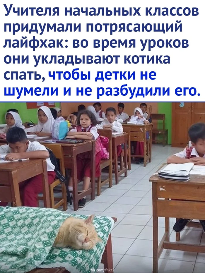 В школе Индонезии для поддержания тишины на уроках укладывают кота спать