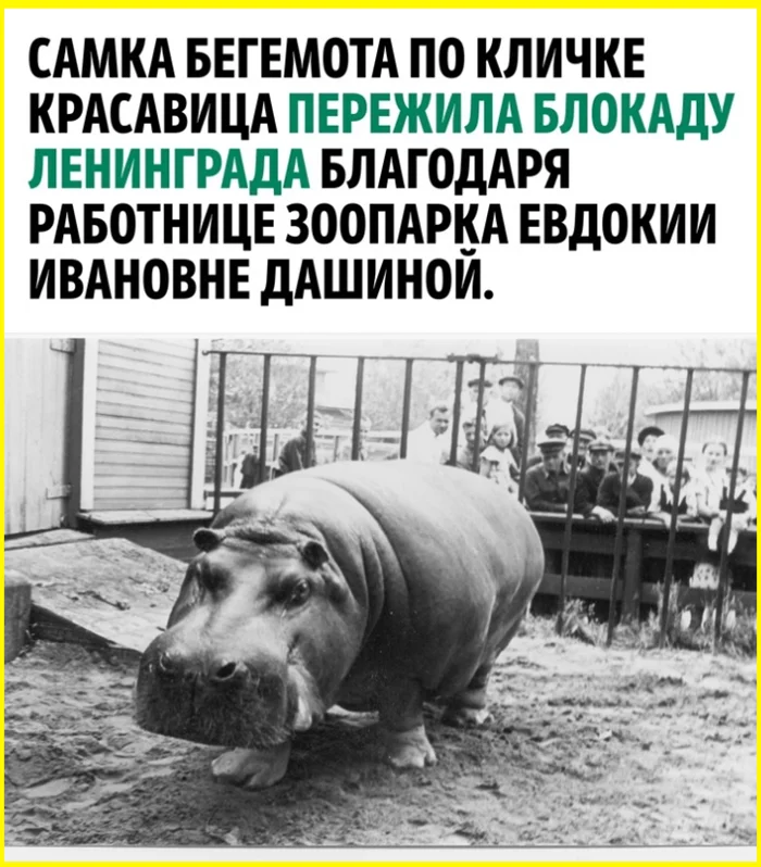 Как зоопарк Ленинграда спас бегемотиху во время блокады