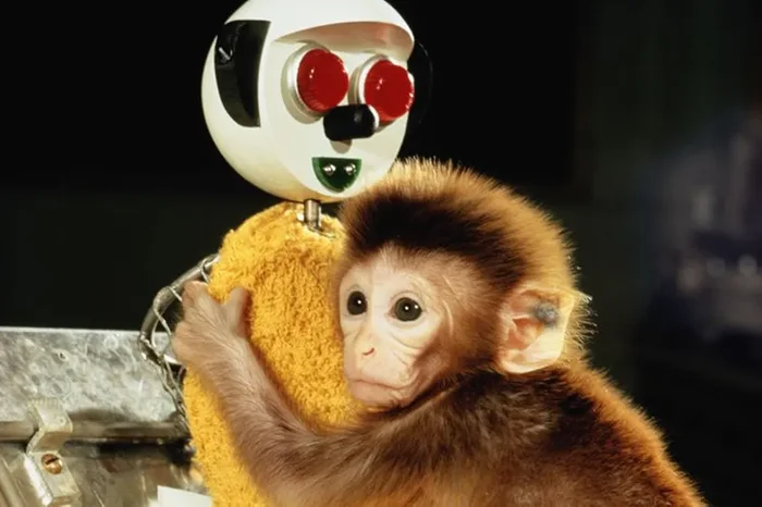 Жестокий эксперимент XX века: как бесчеловечность выявила важность детской привязанности