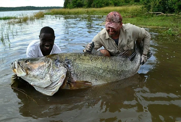 Нильский окунь и озеро Виктория: Как огромные рыбы изменили экосистему