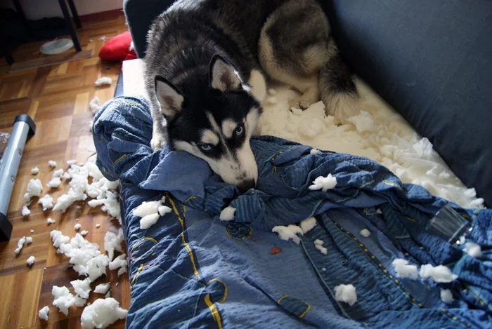 Хаски в приютах: Как бешеная популярность пород приводит к переполнению