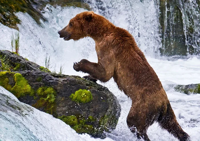 Неизвестные факты о бурых медведях: Тёмные секреты, которые не учат в школе