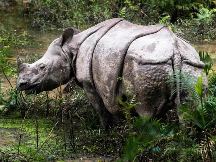 Индийский носорог: Как эта бронемашина природы сначала атакует, а потом раздумывает