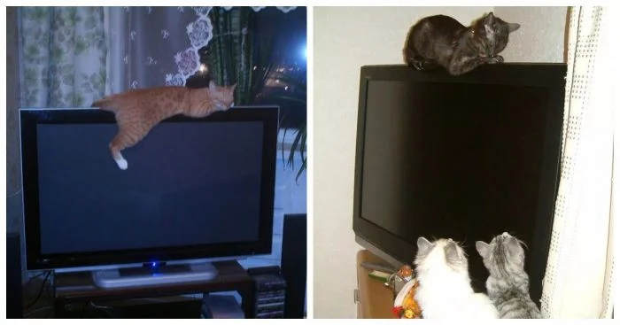 30 кошек, каждый из которых по-своему взаимодействует с телевизором и делает это с удовольствием