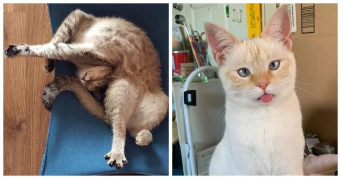 23 необычных котополомки и их неожиданные результаты