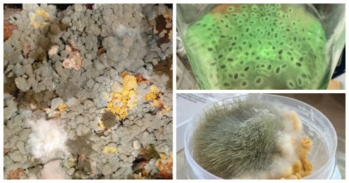 Тихие захватчики: 21 пример, когда плесень одержала окончательную победу