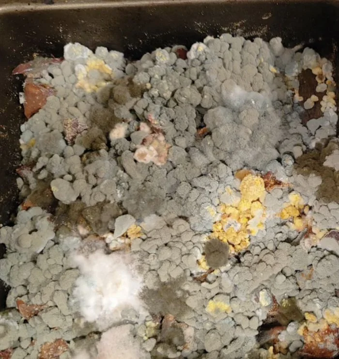 Тихие захватчики: 21 пример, когда плесень одержала окончательную победу