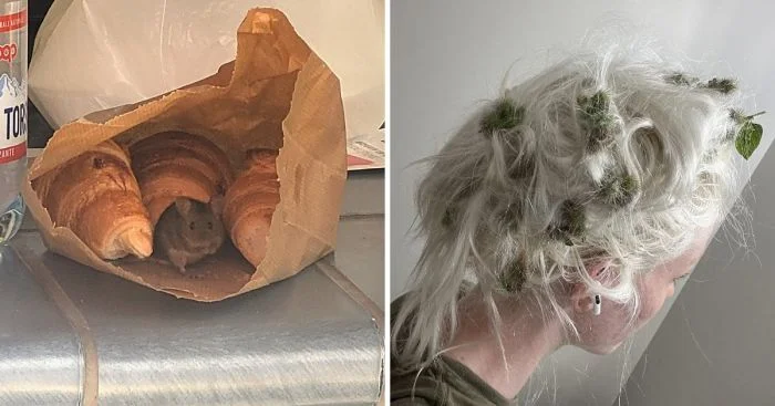 13 снимков, которые случайно превратили хороший день в плохой