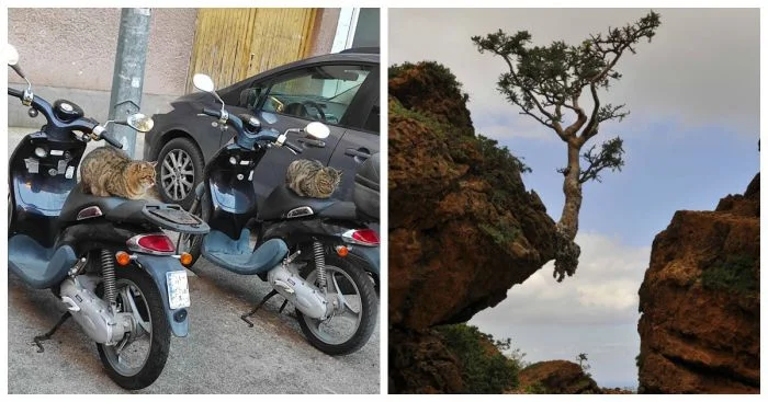 20 смешных и милых моментов, которые помогают лучше разобраться в мире