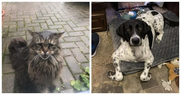 18 удивительных питомцев, которые сделают вашу жизнь яркой и интересной