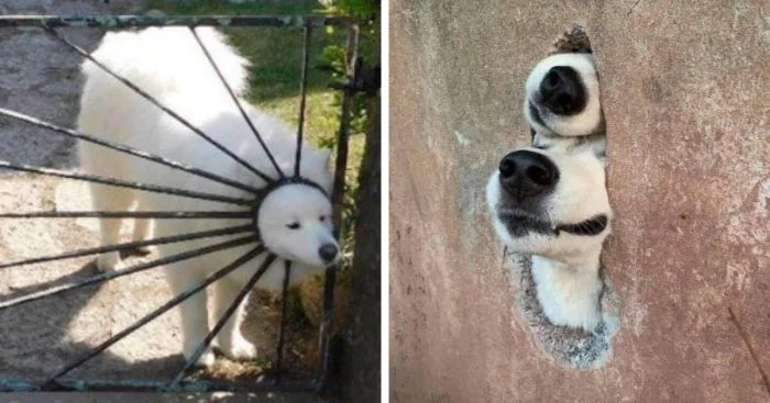 18 примеров, когда собаки вели себя как настоящие чудаки