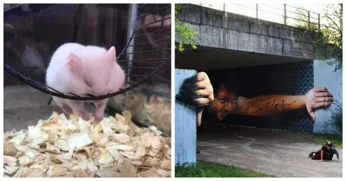 25 веселых снимков, которые помогут забыть о скучной рутине