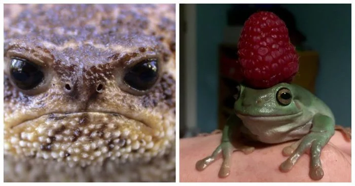 28 снимков, демонстрирующих непосредственность и очарование пучеглазых амфибий