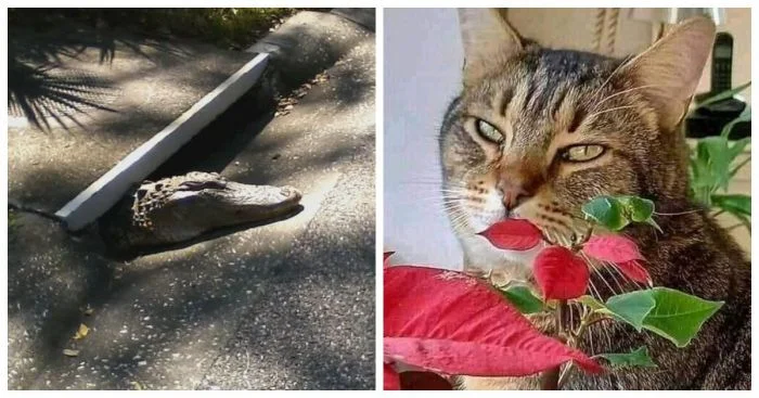 22 забавных находки, способных поднять настроение