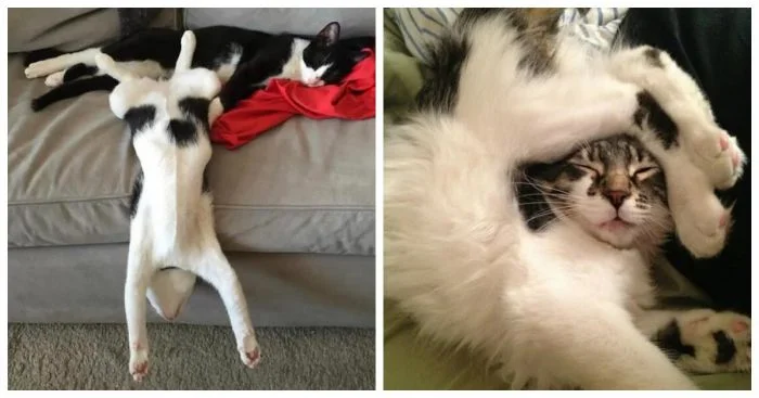 24 необычных позы котов и их очаровательные исполнители