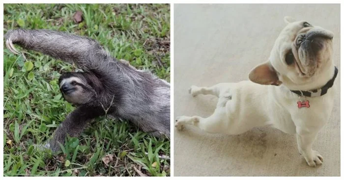 25 пушистых йога-гуру: животные, которые справились бы с ролью инструктора