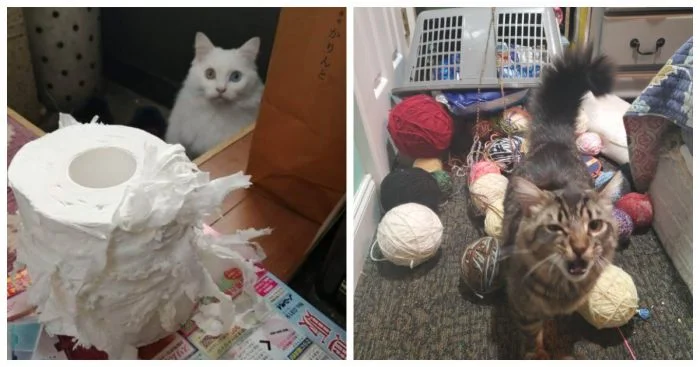 22 хулиганских проделки, после которых хочется простить и обнять