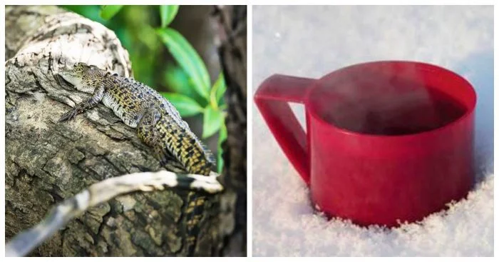 10 шокирующих фактов, в которые трудно поверить