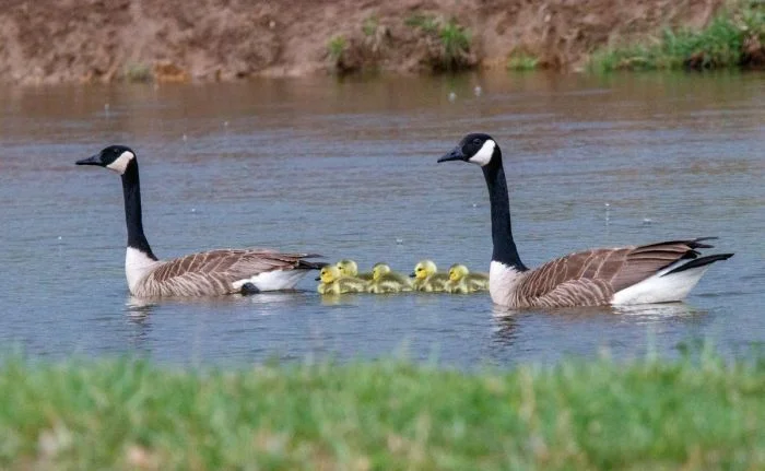 На общую тему