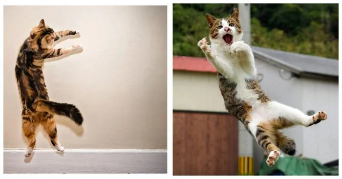 25 котиков, удививших всех своими акробатическими прыжками