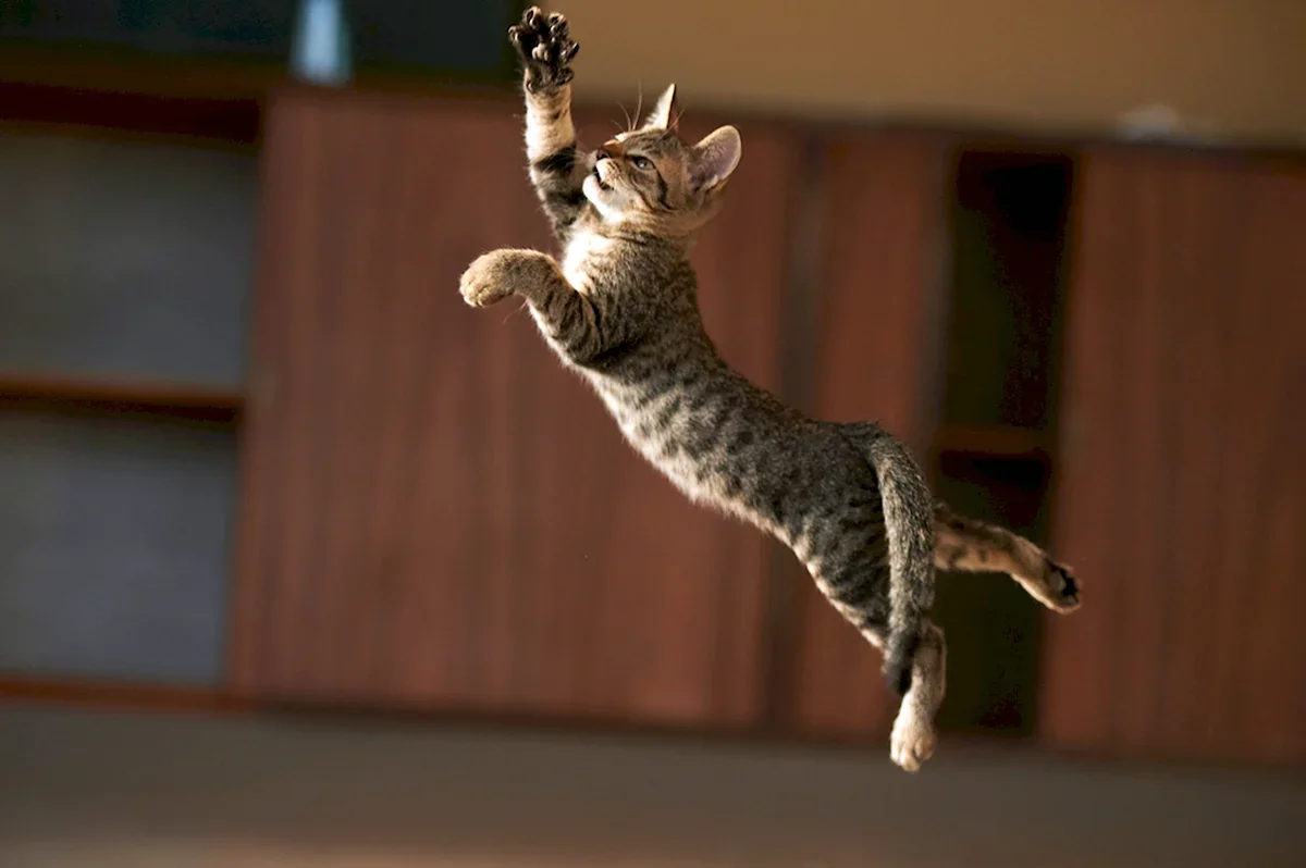 25 котиков, удививших всех своими акробатическими прыжками