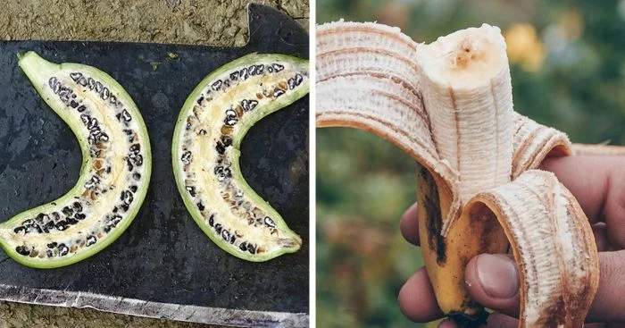 Фрукты и овощи до селекции: их первозданный вид