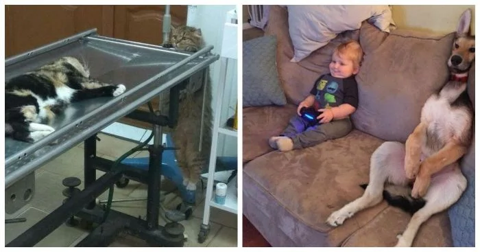 16 животных, которые удивительно напоминают людей