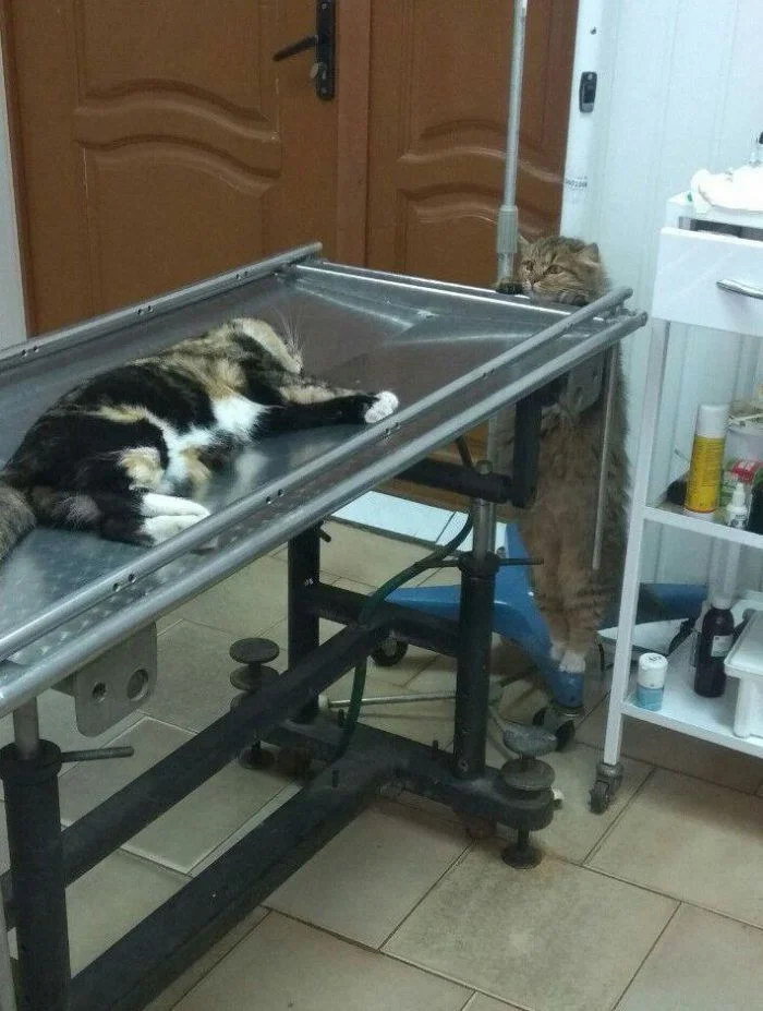 16 животных, которые удивительно напоминают людей