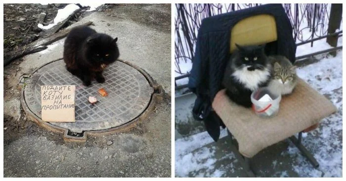 24 котика, чья искренность в просьбах кажется безупречной