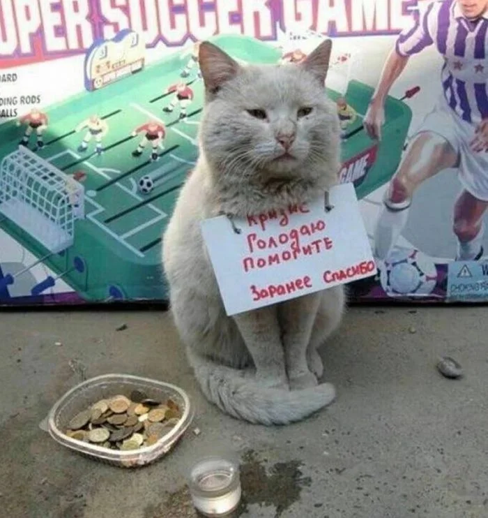 24 котика, чья искренность в просьбах кажется безупречной