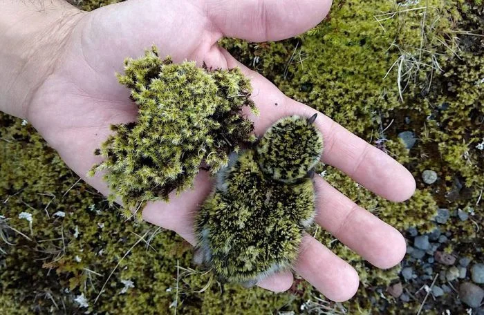 22 чудесные птицы и символический жест в их честь