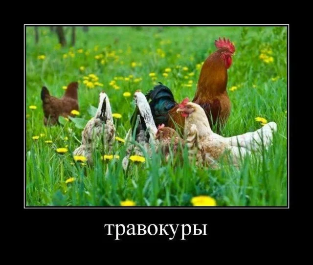 Демотиваторы