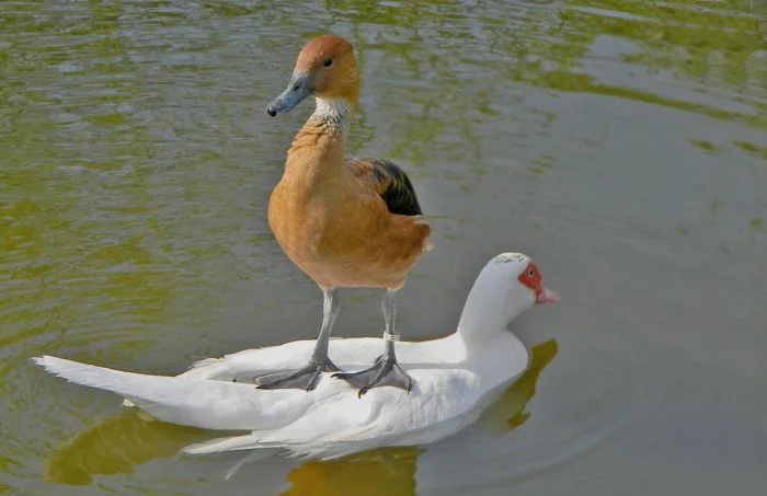 Свежак на общую тему