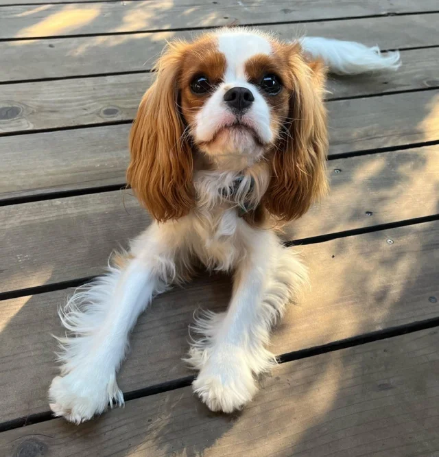 Forbes: породы собак с самой упрямой натурой