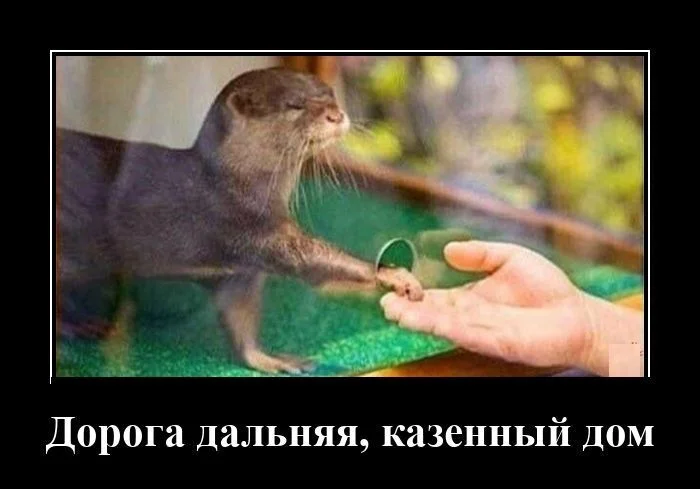 Свежая коллекция демотиваторов