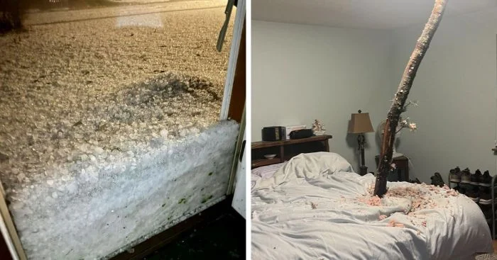 Корова на крыше: когда природа вышла из-под контроля